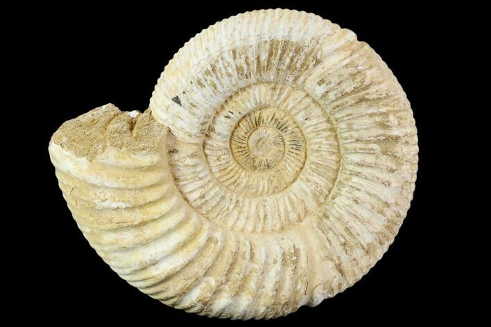 Perisphinctes Ammonite - Jurassic #108709